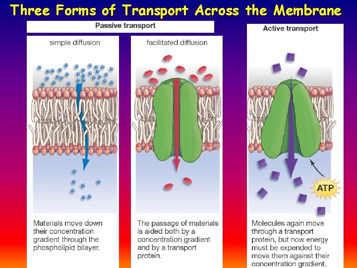 Three Forms of Transport Across the Membrane 