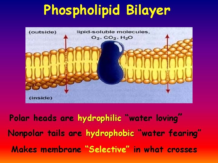 Phospholipid Bilayer Polar heads are hydrophilic “water loving” Nonpolar tails are hydrophobic “water fearing”