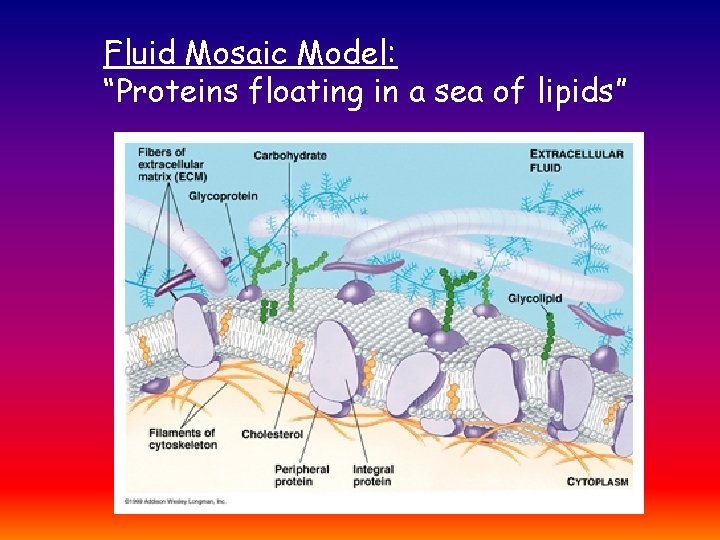 Fluid Mosaic Model: “Proteins floating in a sea of lipids” 