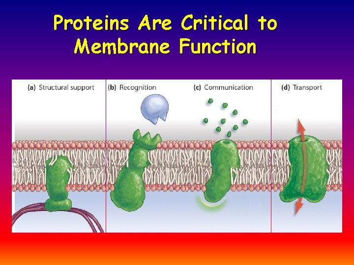 Proteins Are Critical to Membrane Function 