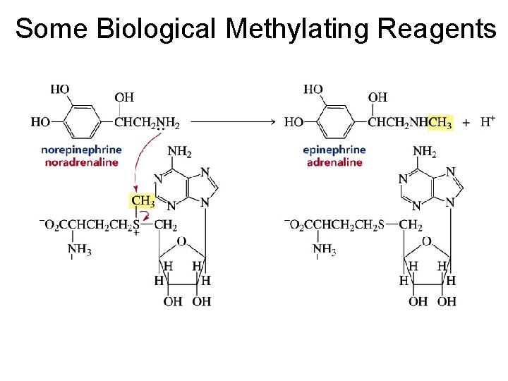 Some Biological Methylating Reagents 