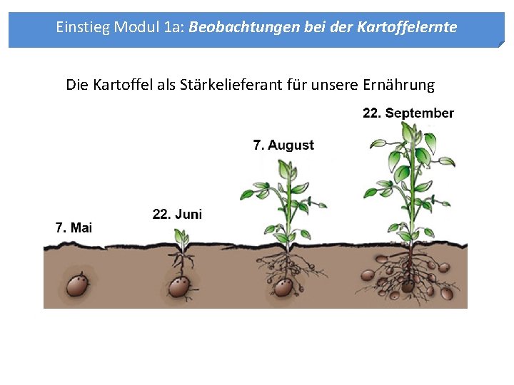 Einstieg Modul 1 a: Beobachtungen bei der Kartoffelernte Die Kartoffel als Stärkelieferant für unsere