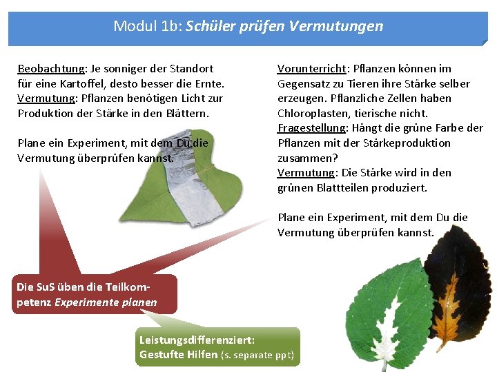 Modul 1 b: Schüler prüfen Vermutungen Beobachtung: Je sonniger der Standort für eine Kartoffel,