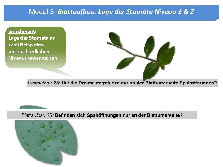 Modul 3: Blattaufbau: Lage der Stomata Niveau 1 & 2 enrichment: Lage der Stomata