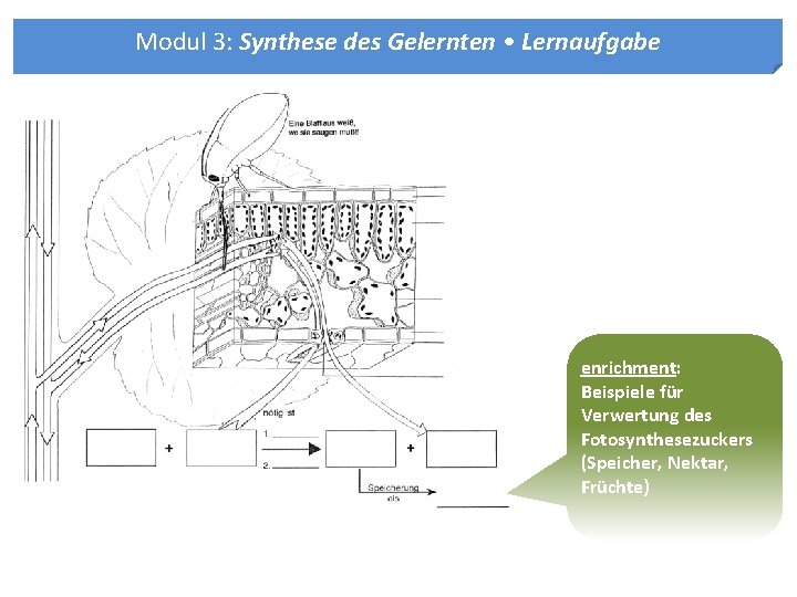 Modul 3: Synthese des Gelernten • Lernaufgabe enrichment: Beispiele für Verwertung des Fotosynthesezuckers (Speicher,