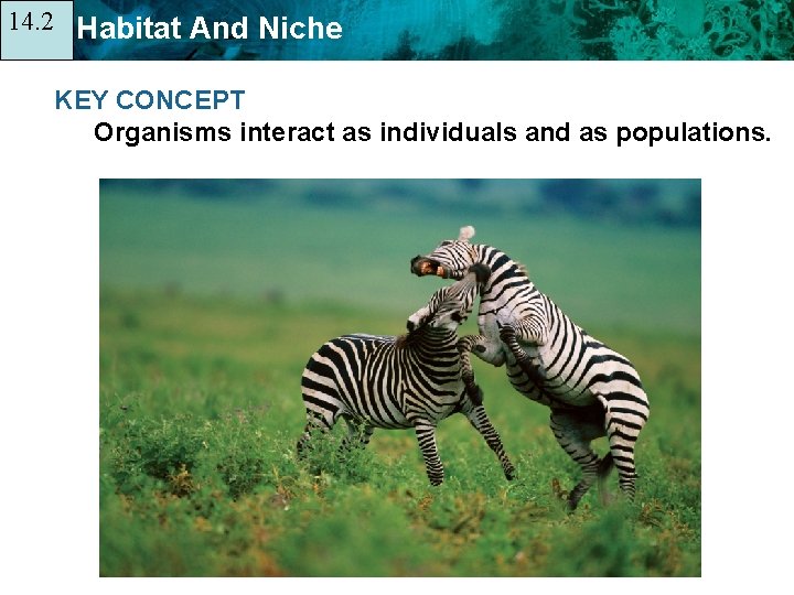 14. 2 14. 1 Habitat And Niche KEY CONCEPT Organisms interact as individuals and