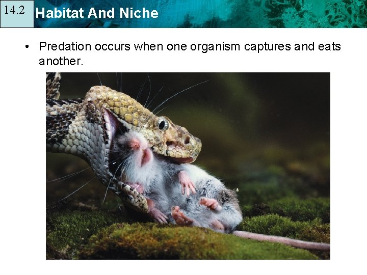 14. 2 14. 1 Habitat And Niche • Predation occurs when one organism captures