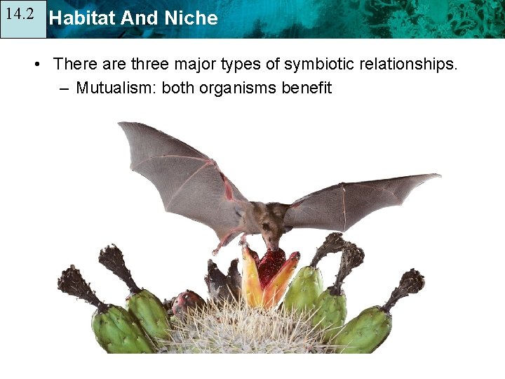 14. 2 14. 1 Habitat And Niche • There are three major types of