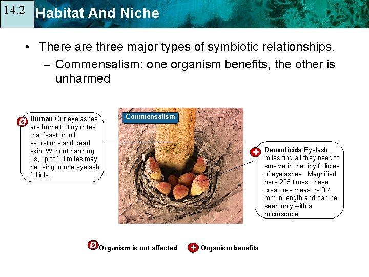 14. 2 14. 1 Habitat And Niche • There are three major types of