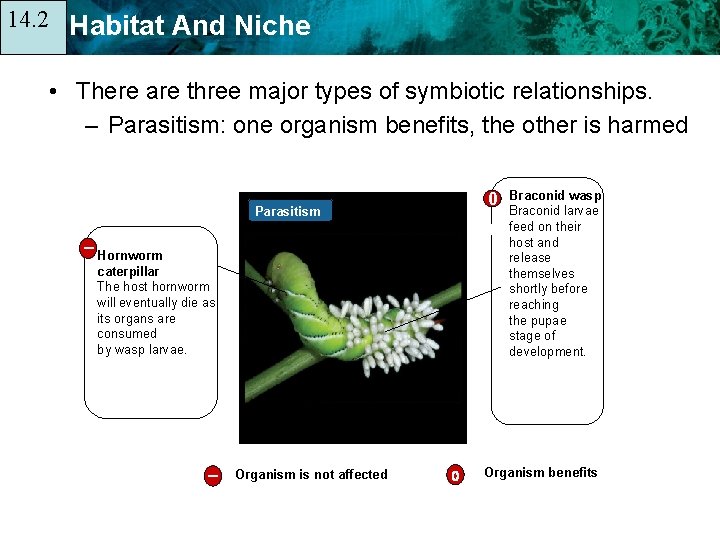 14. 2 14. 1 Habitat And Niche • There are three major types of