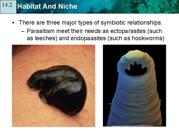 14. 2 14. 1 Habitat And Niche • There are three major types of