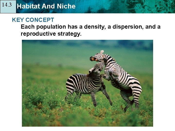 14. 3 14. 1 Habitat And Niche KEY CONCEPT Each population has a density,