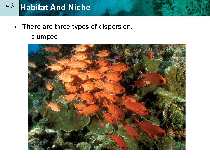 14. 3 14. 1 Habitat And Niche • There are three types of dispersion.