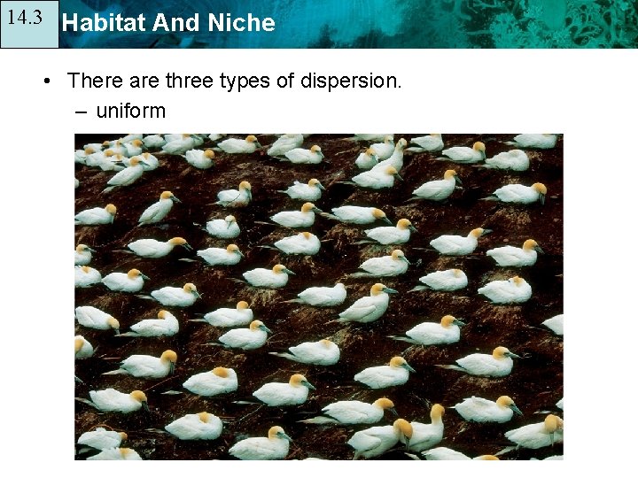 14. 3 14. 1 Habitat And Niche • There are three types of dispersion.