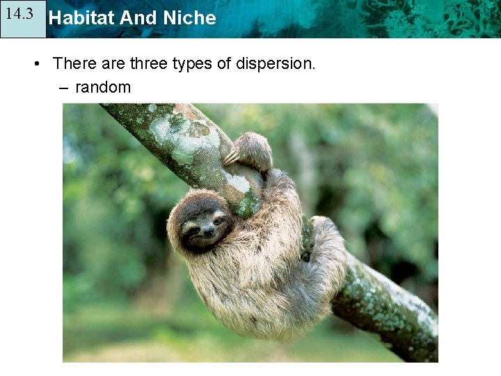 14. 3 14. 1 Habitat And Niche • There are three types of dispersion.