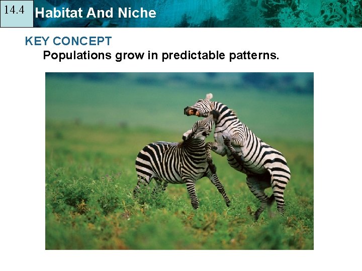 14. 4 14. 1 Habitat And Niche KEY CONCEPT Populations grow in predictable patterns.