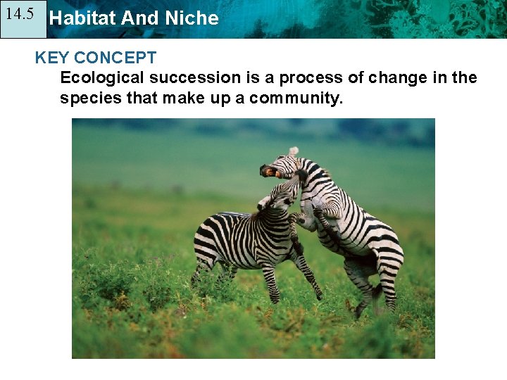 14. 5 14. 1 Habitat And Niche KEY CONCEPT Ecological succession is a process