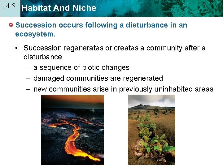 14. 5 14. 1 Habitat And Niche Succession occurs following a disturbance in an