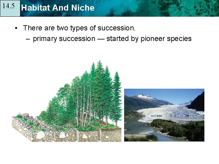 14. 5 14. 1 Habitat And Niche • There are two types of succession.