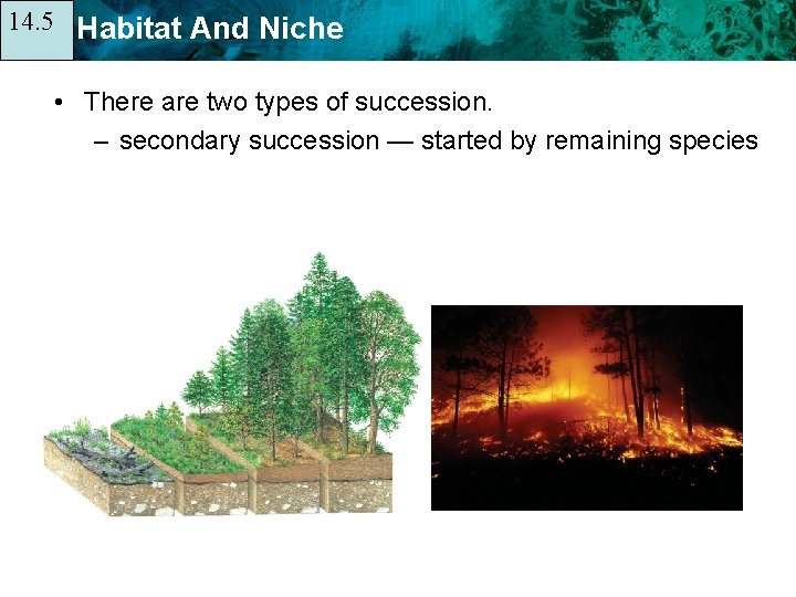14. 5 14. 1 Habitat And Niche • There are two types of succession.