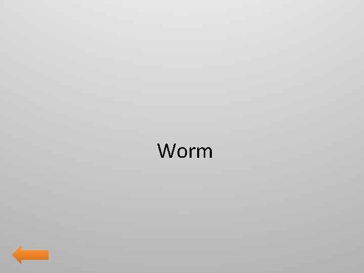 Worm 