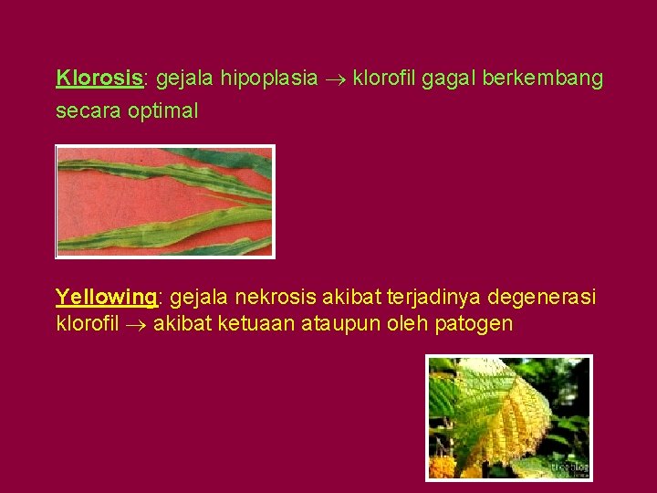 Klorosis: gejala hipoplasia klorofil gagal berkembang secara optimal Yellowing: gejala nekrosis akibat terjadinya degenerasi