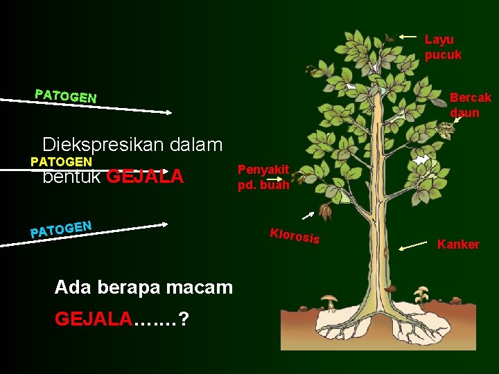 Layu pucuk PATOGEN Bercak daun Diekspresikan dalam PATOGEN bentuk GEJALA N PATOGE Ada berapa