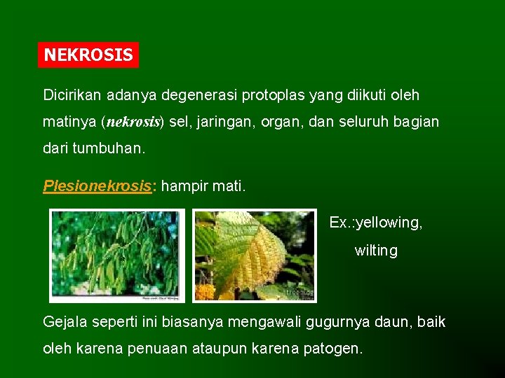 NEKROSIS Dicirikan adanya degenerasi protoplas yang diikuti oleh matinya (nekrosis) sel, jaringan, organ, dan