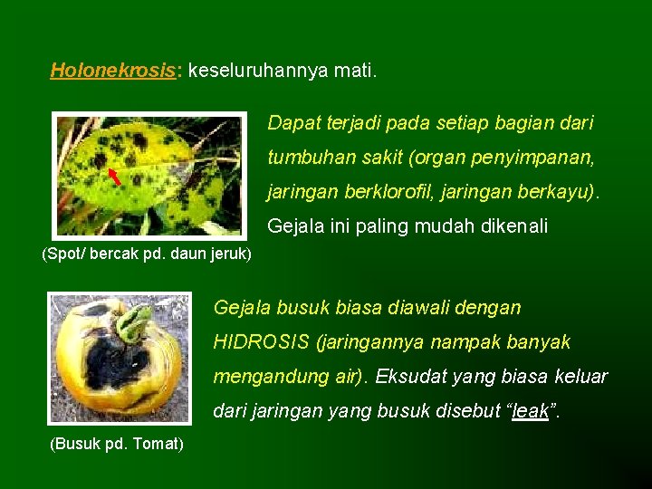 Holonekrosis: keseluruhannya mati. Dapat terjadi pada setiap bagian dari tumbuhan sakit (organ penyimpanan, jaringan