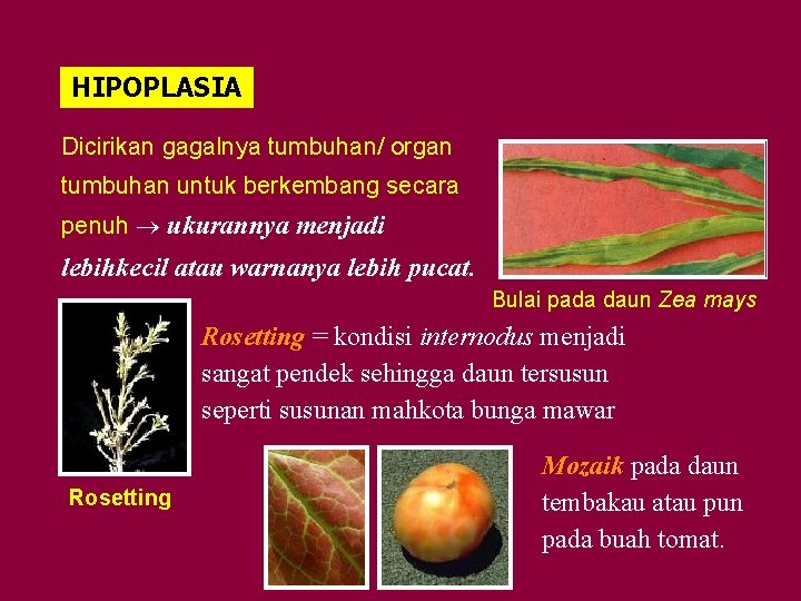 HIPOPLASIA Dicirikan gagalnya tumbuhan/ organ tumbuhan untuk berkembang secara penuh ukurannya menjadi lebihkecil atau