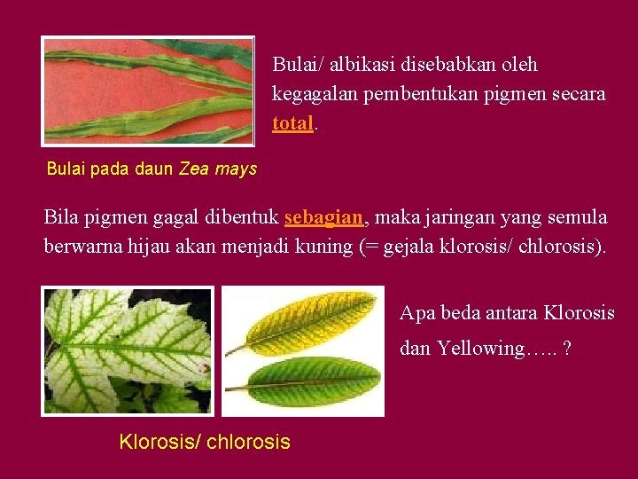 Bulai/ albikasi disebabkan oleh kegagalan pembentukan pigmen secara total. Bulai pada daun Zea mays