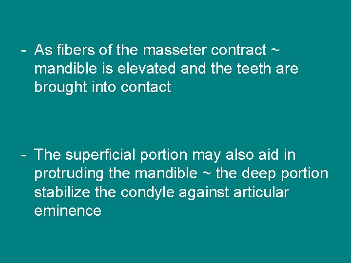 - As fibers of the masseter contract ~ mandible is elevated and the teeth