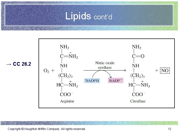 Lipids cont’d → CC 26. 2 . Copyright © Houghton Mifflin Company. All rights