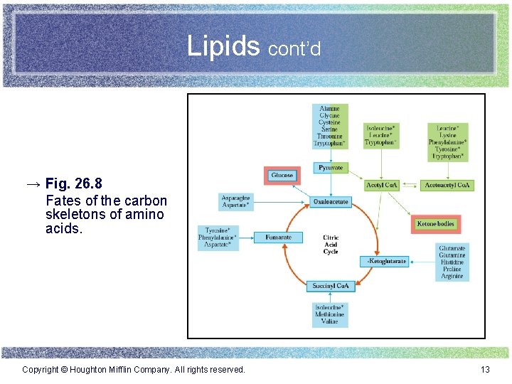 Lipids cont’d → Fig. 26. 8 Fates of the carbon skeletons of amino acids.