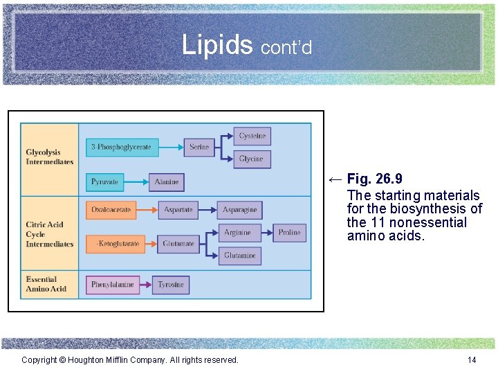 Lipids cont’d ← Fig. 26. 9 The starting materials for the biosynthesis of the