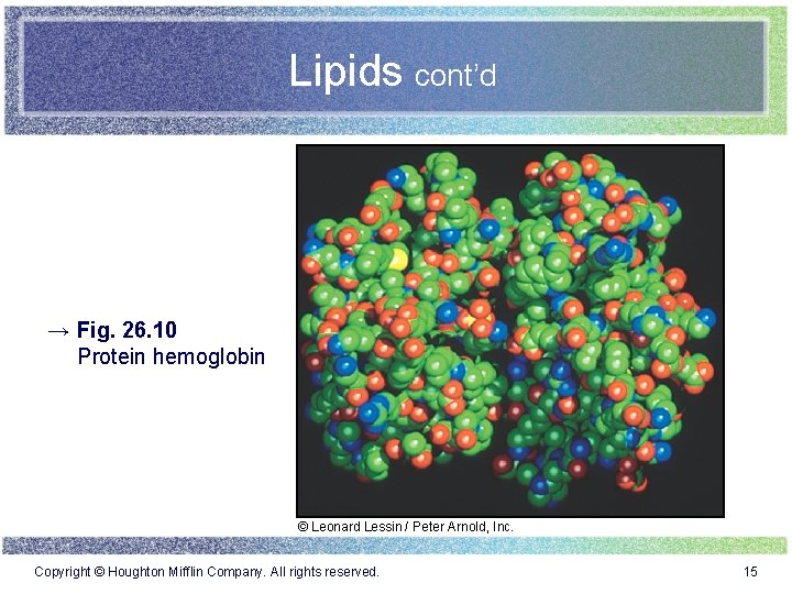 Lipids cont’d → Fig. 26. 10 Protein hemoglobin © Leonard Lessin / Peter Arnold,