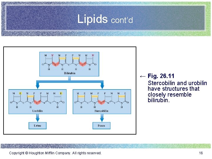 Lipids cont’d ← Fig. 26. 11 Stercobilin and urobilin have structures that closely resemble