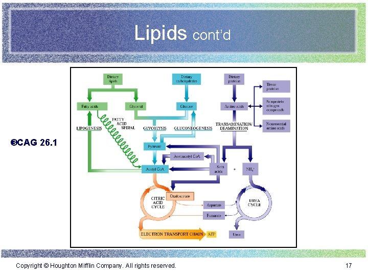 Lipids cont’d CAG 26. 1 Copyright © Houghton Mifflin Company. All rights reserved. 17