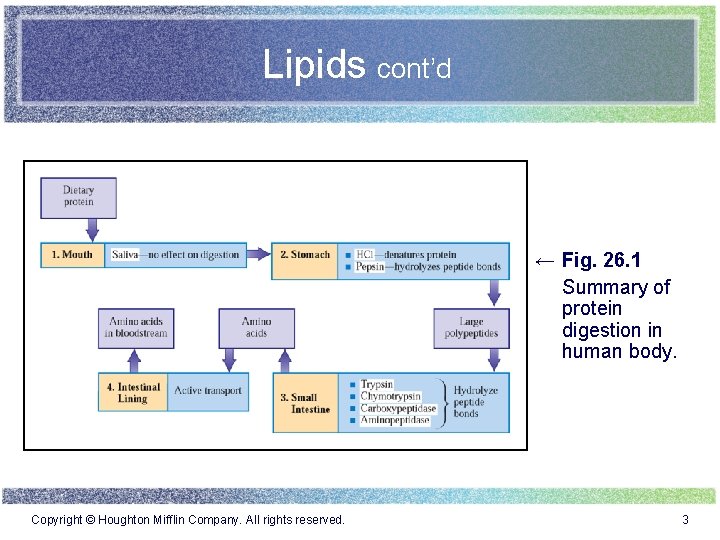 Lipids cont’d ← Fig. 26. 1 Summary of protein digestion in human body. Copyright