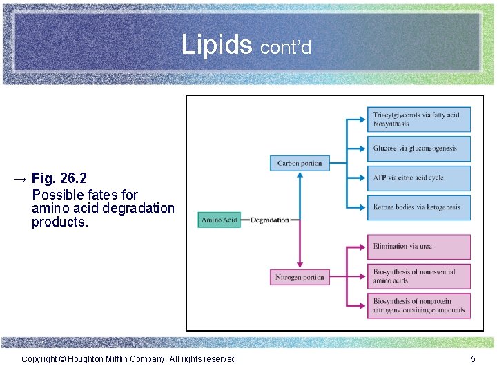 Lipids cont’d → Fig. 26. 2 Possible fates for amino acid degradation products. Copyright