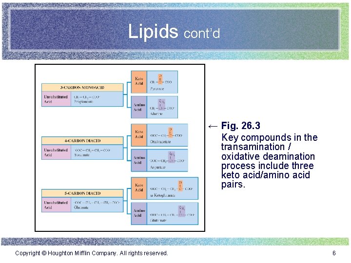 Lipids cont’d ← Fig. 26. 3 Key compounds in the transamination / oxidative deamination
