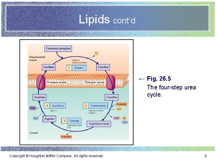 Lipids cont’d ← Fig. 26. 5 The four-step urea cycle. Copyright © Houghton Mifflin