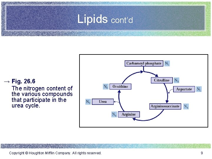 Lipids cont’d → Fig. 26. 6 The nitrogen content of the various compounds that