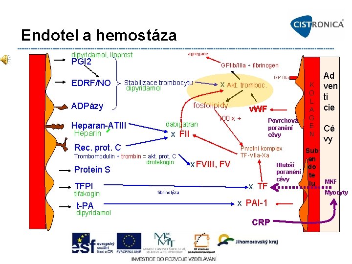 Endotel a hemostáza agregace dipyridamol, Iloprost PGI 2 EDRF/NO GPIIb/IIIa + fibrinogen Stabilizace trombocytu