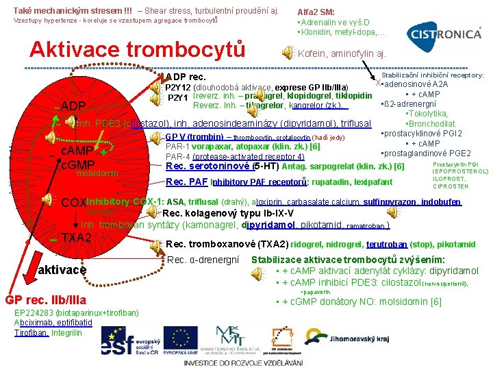 Také mechanickým stresem !!! – Shear stress, turbulentní proudění aj. Vzestupy hypertenze koreluje se