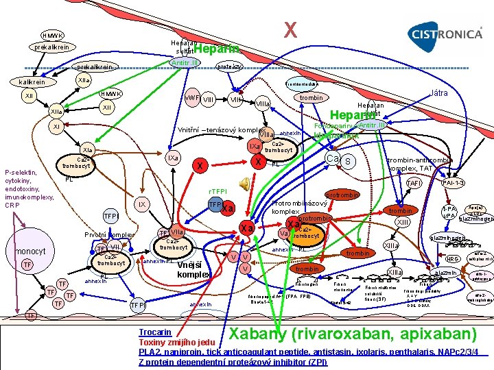 X HMWK Heparan sulfát Heparin prekalikrein Antitr. III prekalikrein proteázy XIIa kalikrein Trombomodulin HMWK