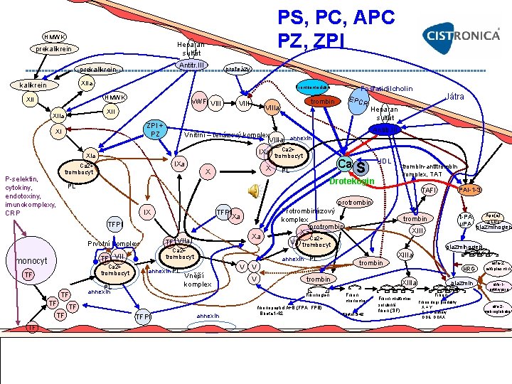 PS, PC, APC PZ, ZPI HMWK Heparan sulfát prekalikrein Antitr. III prekalikrein proteázy XIIa