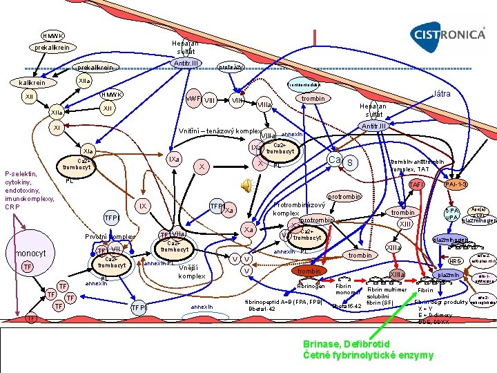  I HMWK Heparan sulfát prekalikrein Antitr. III prekalikrein proteázy XIIa kalikrein Trombomodulin HMWK