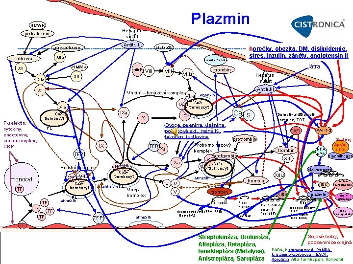 Plazmin HMWK Heparan sulfát prekalikrein Antitr. III prekalikrein proteázy XIIa kalikrein Trombomodulin HMWK XII