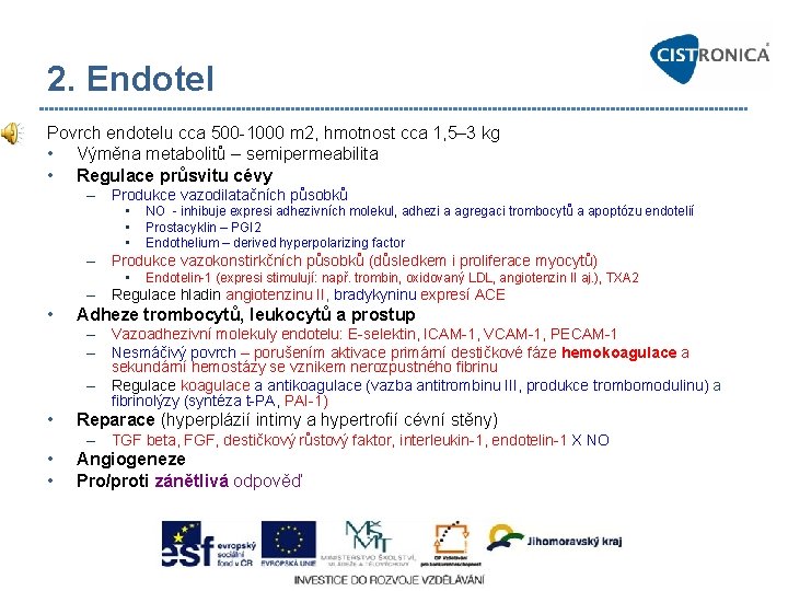 2. Endotel Povrch endotelu cca 500 1000 m 2, hmotnost cca 1, 5– 3